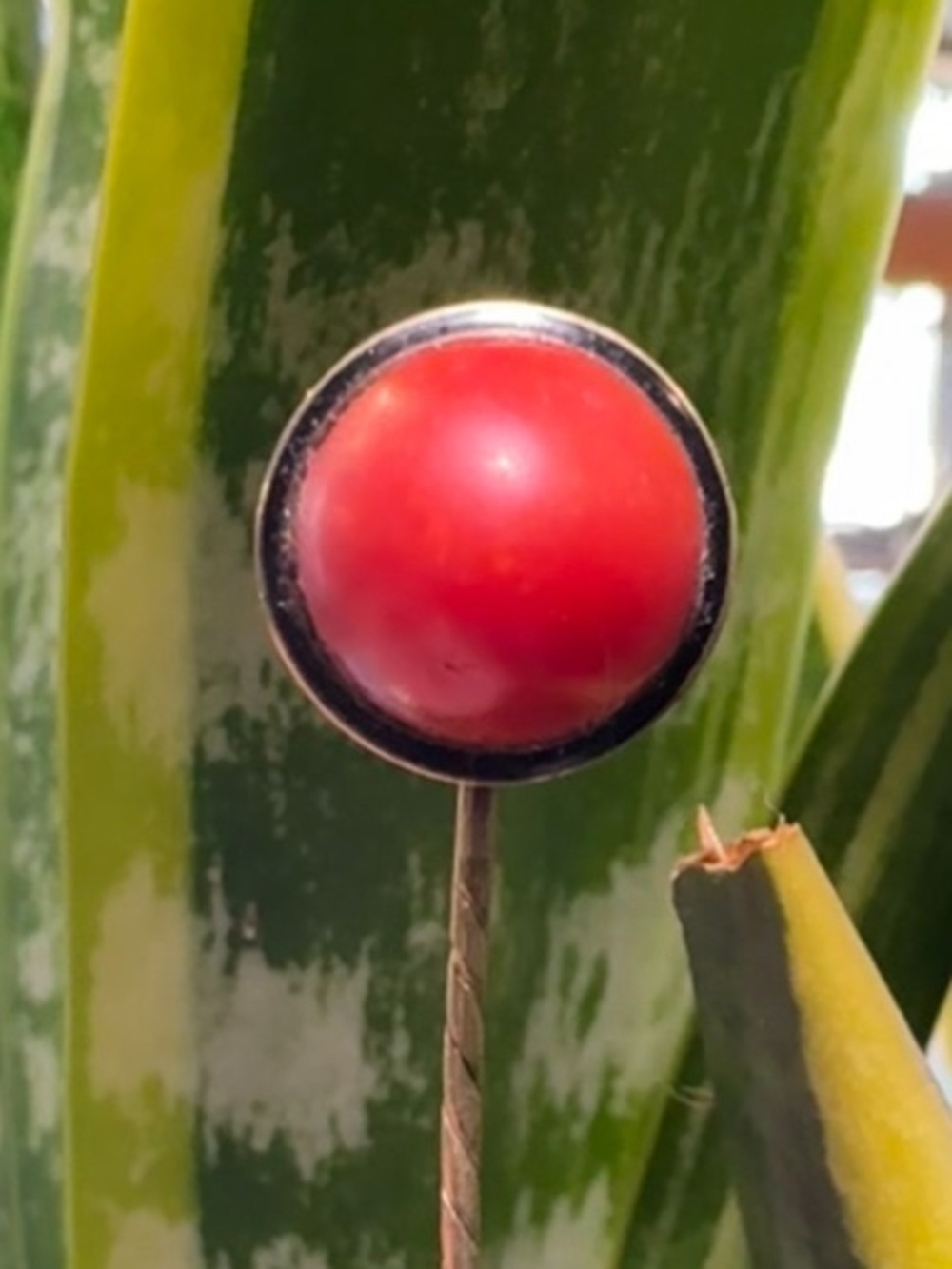 Vintage 14k Mediterranean Coral Stick pin